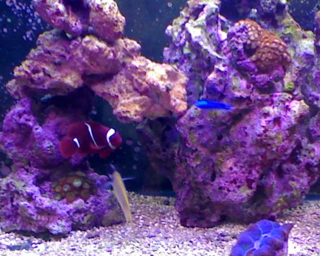 180 gallons reef tank (mostly live coral and fish) - 8 months new