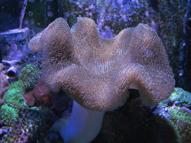 corals inverts - sarcophyton sp. - toadstool mushroom leather coral stocking in 120 gallons tank - Toadstool