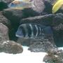 freshwater fish - cyphotilapia frontosa - frontosa cichlid stocking in 120 gallons tank - c.frontosa