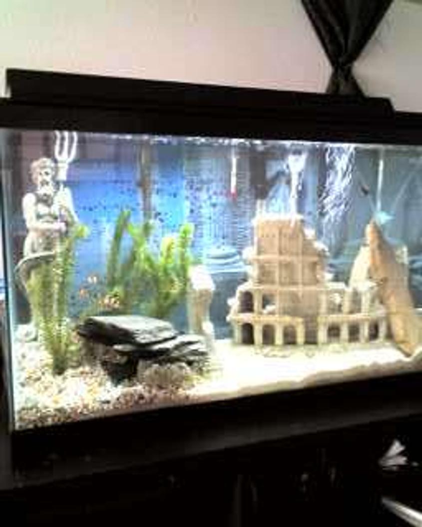 Rated #227: 30 Gallons Planted Tank - Our "Greek" Tank