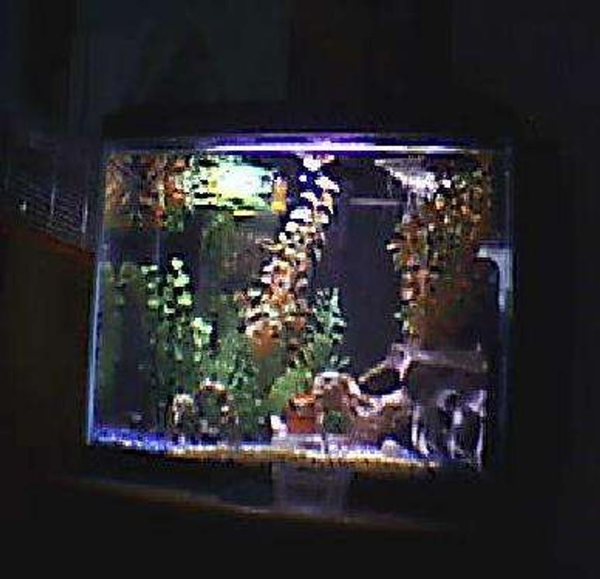 Rated #561: 20 Gallons Freshwater Fish Tank - 2o gal 1 betta  3 black neons  sry its from my webcam