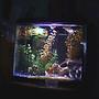 20 gallons freshwater fish tank (mostly fish and non-living decorations) - 2o gal 1 betta 3 black neons sry its from my webcam