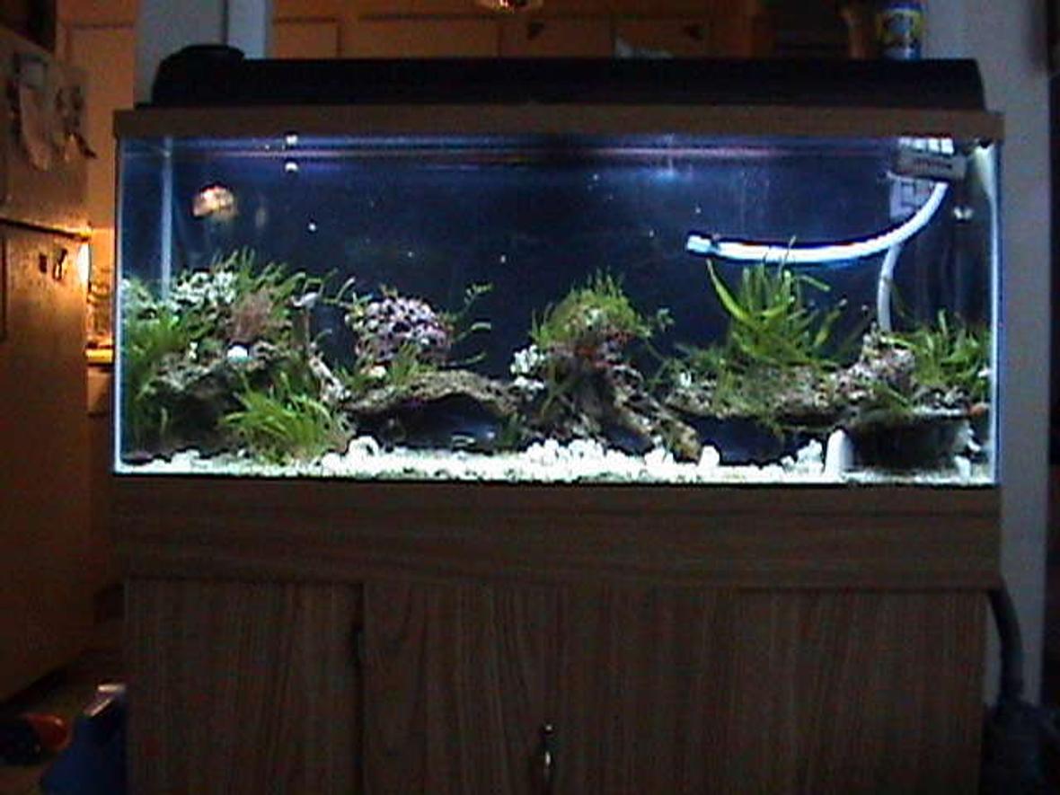 60 gallons saltwater fish tank (mostly fish, little/no live coral) - Live Rock, plants, coral, soft coral, hard coral, sea urchin, starfish, plants, arrow crab, clams, anenome's, feather duster, sponges.