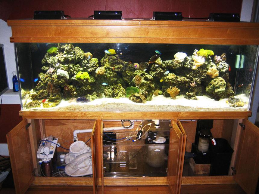 Rated #90: 300 Gallons Reef Tank - my tank
