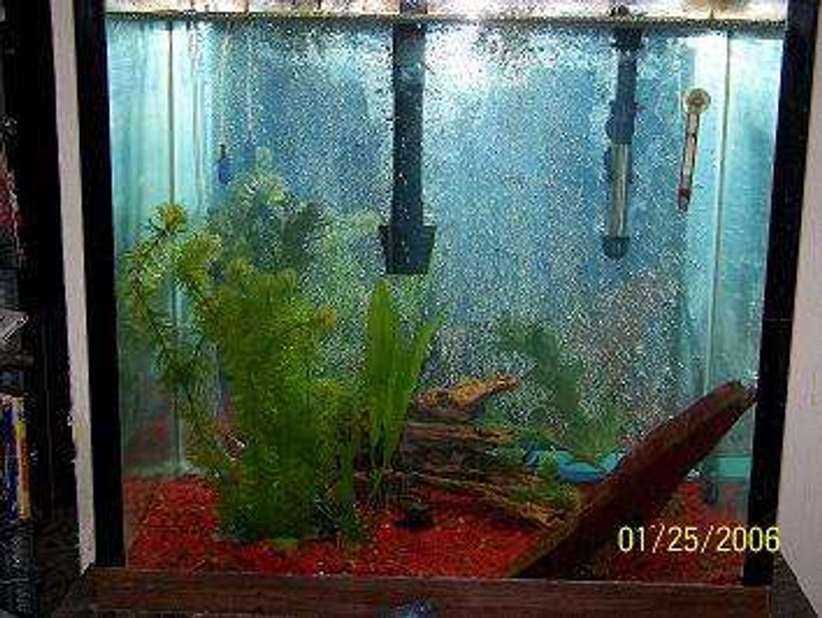fish tank picture - 45 gallon with african chiclids