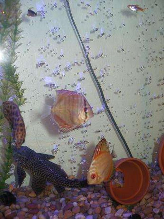 freshwater fish - symphysodon spp. - red turquoise discus stocking in 55 gallons tank - Red turqoiuse 3", Pigeon blood 3", leaf fish 3", and pleco 6"