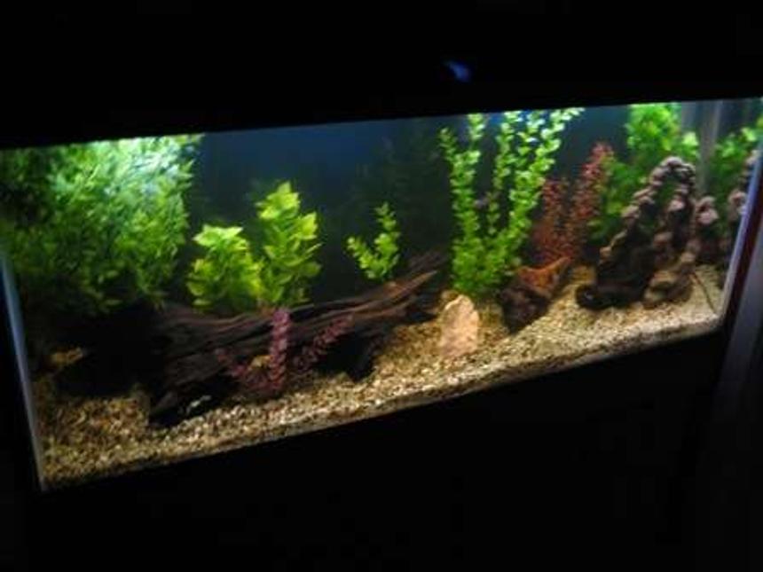 Rated #196: 55 Gallons Freshwater Fish Tank - new 55g. tank