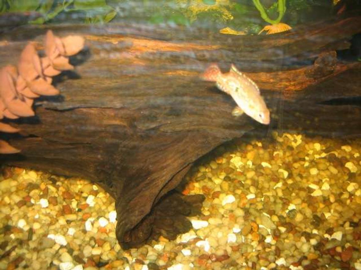 freshwater fish - hemichromis bimaculatus - jewel cichlid stocking in 55 gallons tank - blood red jewel chiclid about 1" in size. starting to turn red.