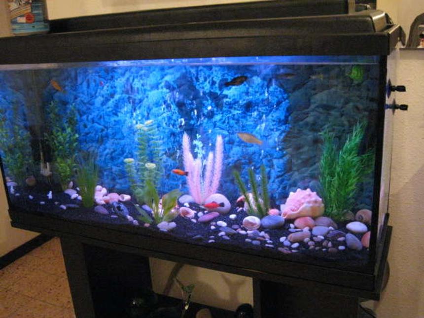 Rated #425: 40 Gallons Freshwater Fish Tank - NewCycling Tank