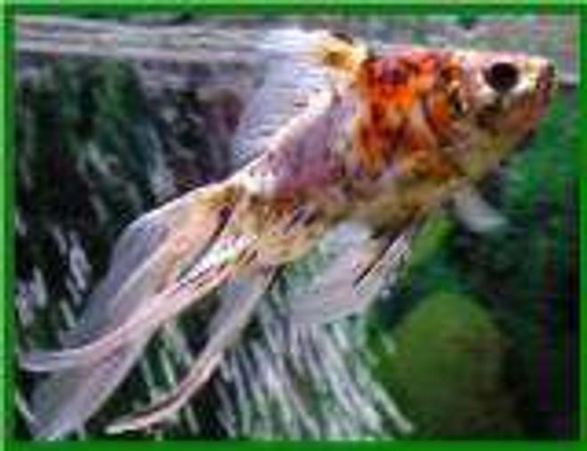 freshwater fish - carassius auratus - fantail goldfish, calico stocking in 65 gallons tank - sam, my calico fantail.
