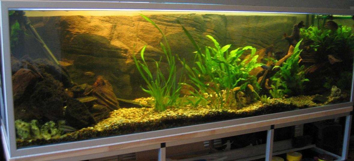 60 gallons freshwater fish tank (mostly fish and non-living decorations) - the usual