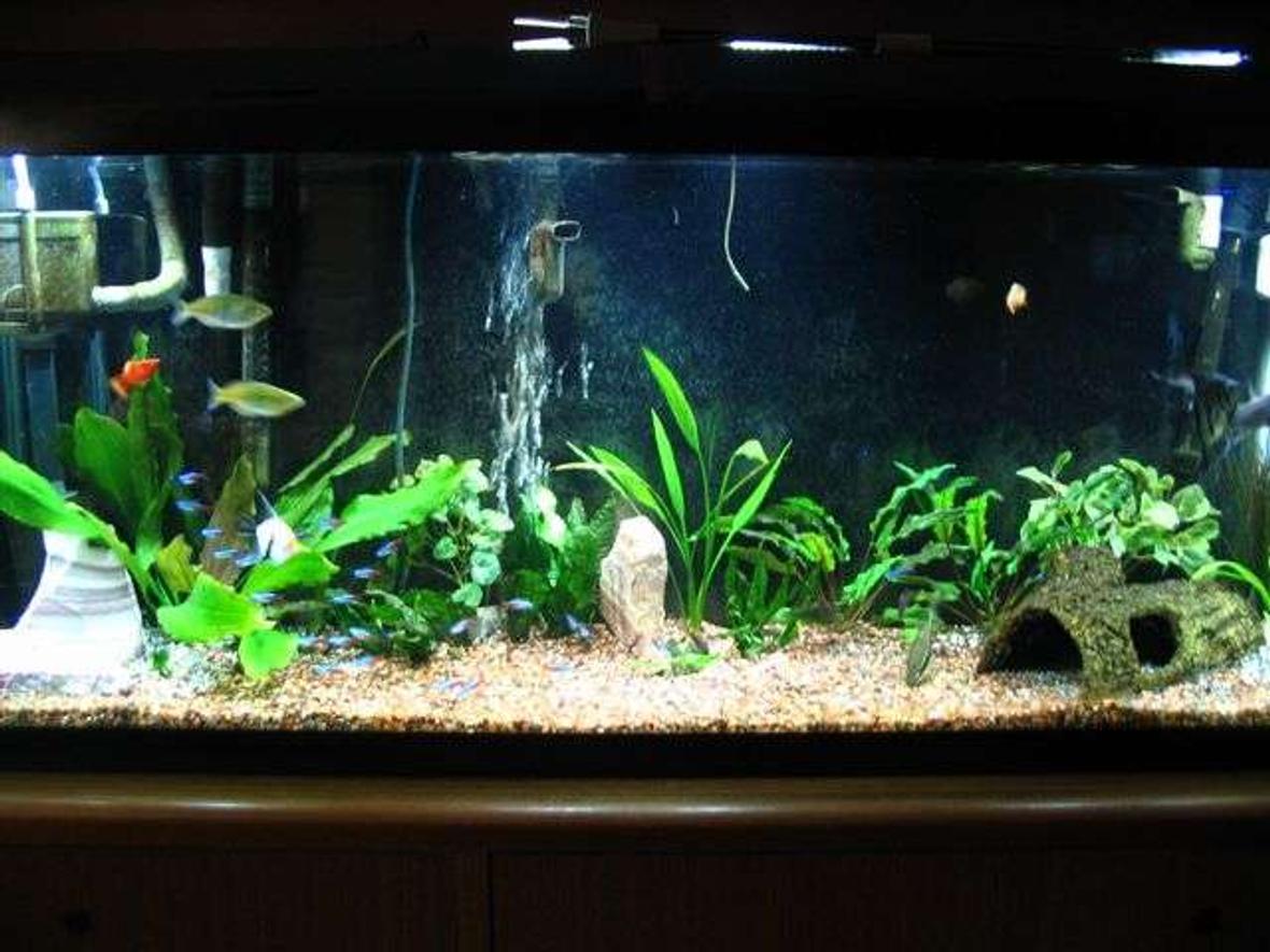 55 gallons planted tank (mostly live plants and fish) - 55 Gal.