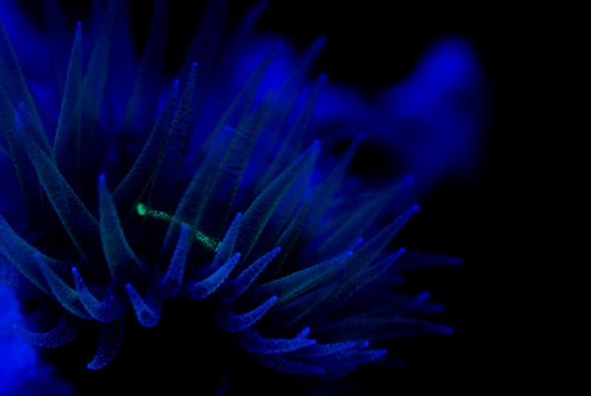 Rated #38: Corals Inverts - Tubastrea Micrantha - Black Sun Coral Stocking In 37 Gallons Tank - dendronight lights