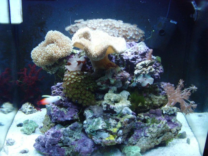 Rated #139: 24 Gallons Reef Tank - 24 G Nano,9.5 kilo fuji live rock, Pulsing zenia, 2xToadstool,large brown button polp,green button poly,4xCandy Canes,Xmas tree coral,Blue Mushrooms,Green frilly mushroom,Purple and green mushrooms,Green Carpet Zenia,Red grape algae1x Firefish 1x cleaner shrimp,8 blue leg hermit crabs