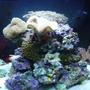 24 gallons reef tank (mostly live coral and fish) - 24 G Nano,9.5 kilo fuji live rock, Pulsing zenia, 2xToadstool,large brown button polp,green button poly,4xCandy Canes,Xmas tree coral,Blue Mushrooms,Green frilly mushroom,Purple and green mushrooms,Green Carpet Zenia,Red grape algae1x Firefish 1x cleaner shrimp,8 blue leg hermit crabs