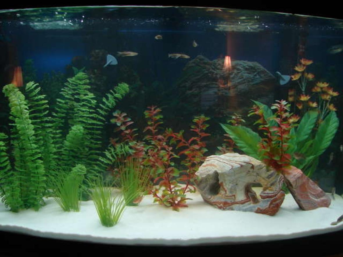 46 gallons freshwater fish tank (mostly fish and non-living decorations) - my first attempt at a large tank
