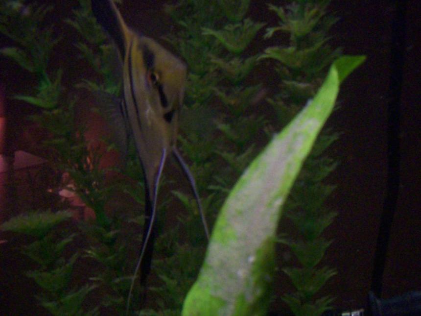 Rated #2347: Freshwater Fish - Pterophyllum Altum - Altum Angel - autum angelfish breeding