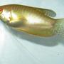 freshwater fish - trichogaster trichopterus - golden gourami stocking in 40 gallons tank - Golden Gourami