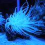 corals inverts - condylactis gigantea - condy anemone stocking in 20 gallons tank - new