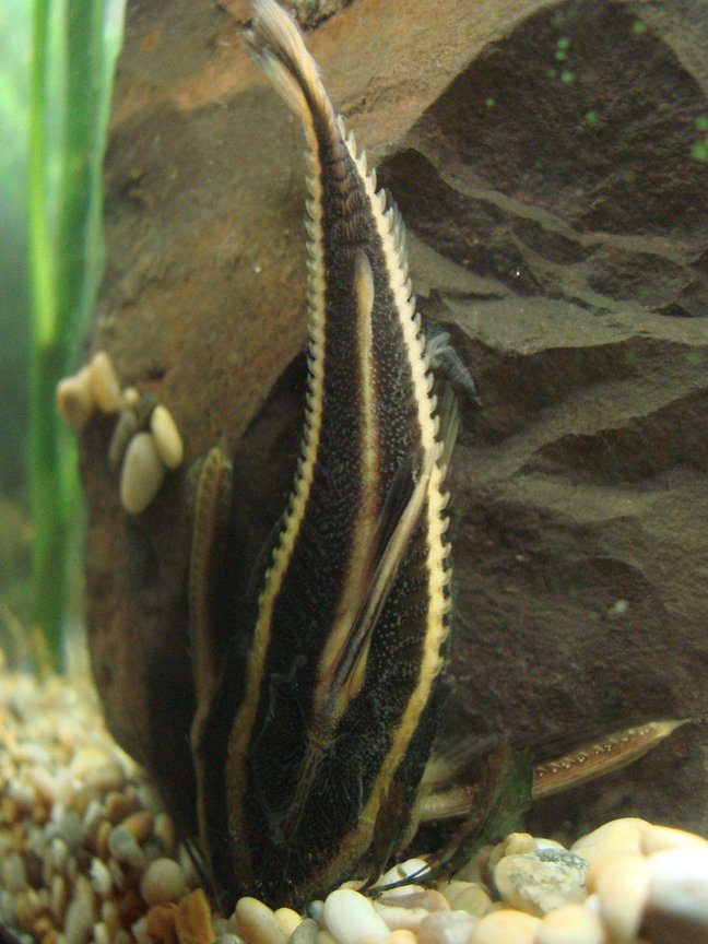 freshwater fish - platydoras costatus - striped raphael catfish stocking in 200 gallons tank - Raphael catfish