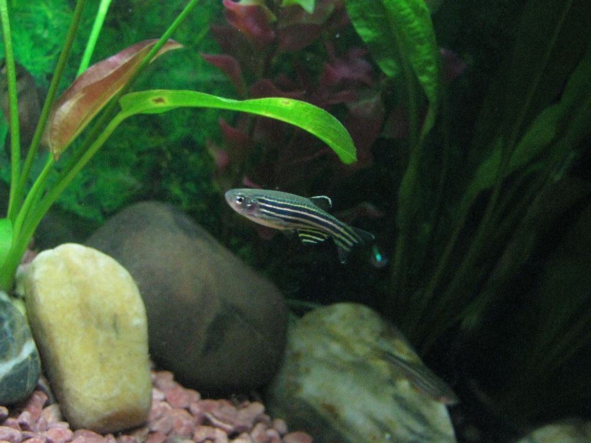 freshwater fish - danio rerio - zebra danio stocking in 5 gallons tank - the very active Zebra Danio... Took me few shots before this photo...