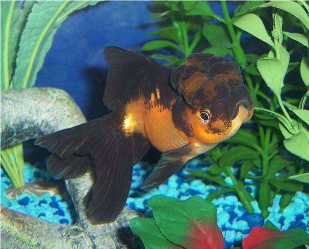 freshwater fish - carassius auratus - panda oranda goldfish stocking in 72 gallons tank - Goldfish, Red and Black Oranda