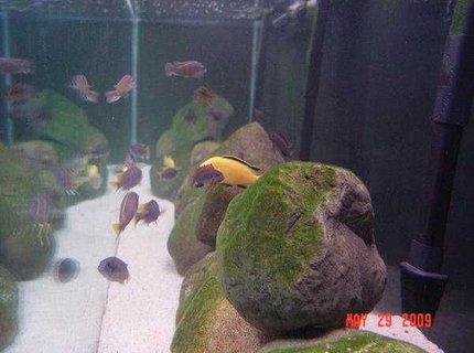 freshwater fish - labidochromis caeruleus - electric yellow cichlid stocking in 180 gallons tank - CLEAN WATER!!