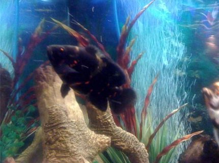 freshwater fish - astronotus ocellatus - tiger oscar stocking in 48 gallons tank - Tiger Oscar