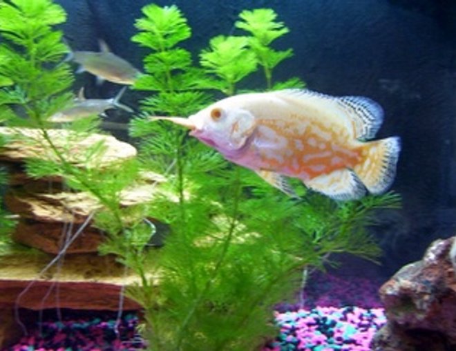 freshwater fish - astronotus ocellatus - albino oscar stocking in 30 gallons tank - My Albino Oscar with a just gulped Goldfish sticking out of his mouth. *yummy*