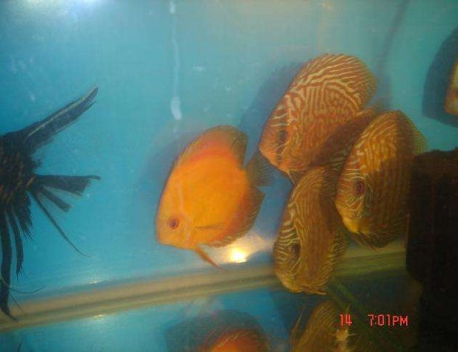freshwater fish - symphysodon sp. - red leopard discus stocking in 50 gallons tank - four of my young discus