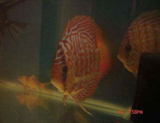 freshwater fish - symphysodon sp. - red leopard discus stocking in 50 gallons tank - red leopard