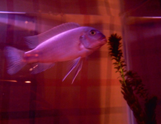 freshwater fish stocking in 29 gallons tank - he the boss