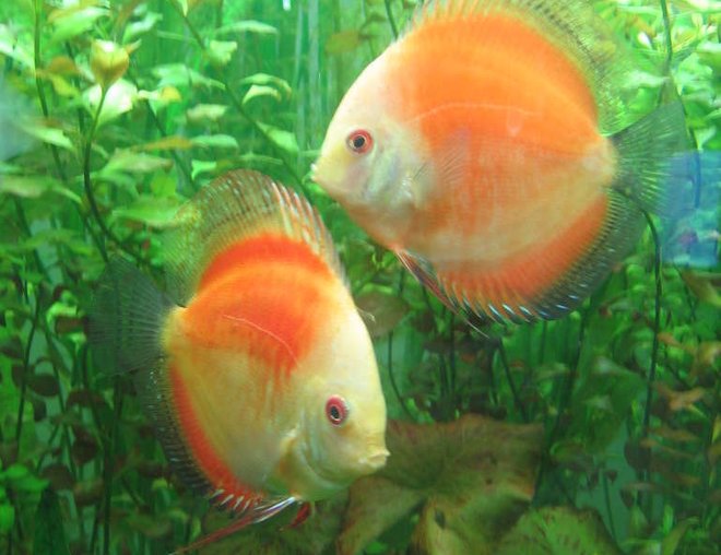 freshwater fish - symphysodon sp. - red marlboro discus stocking in 85 gallons tank - my discus