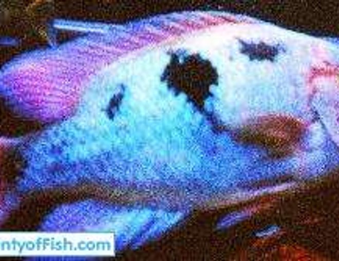 freshwater fish stocking in 125 gallons tank - my aragini 12inch