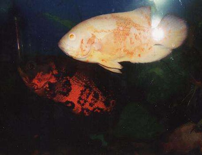 freshwater fish - astronotus ocellatus - albino oscar stocking in 55 gallons tank - George(albino) and Reaper(Tiger) ...Oscars..