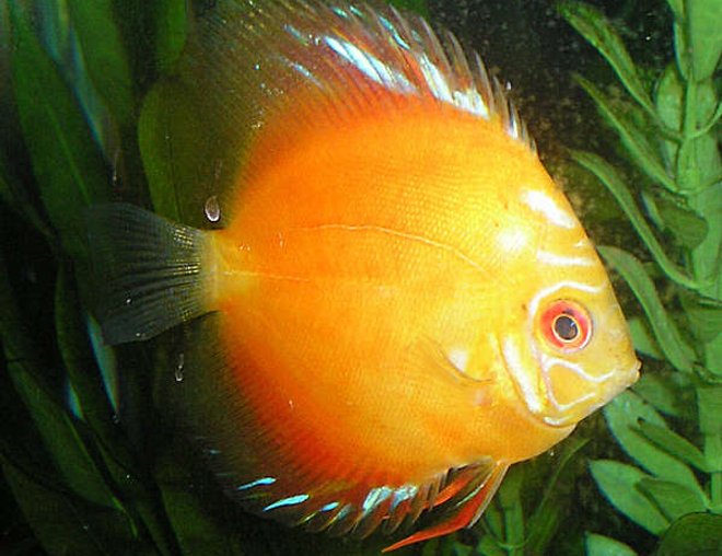 freshwater fish - symphysodon sp. - red marlboro discus stocking in 210 gallons tank - Marlboro Red Discus