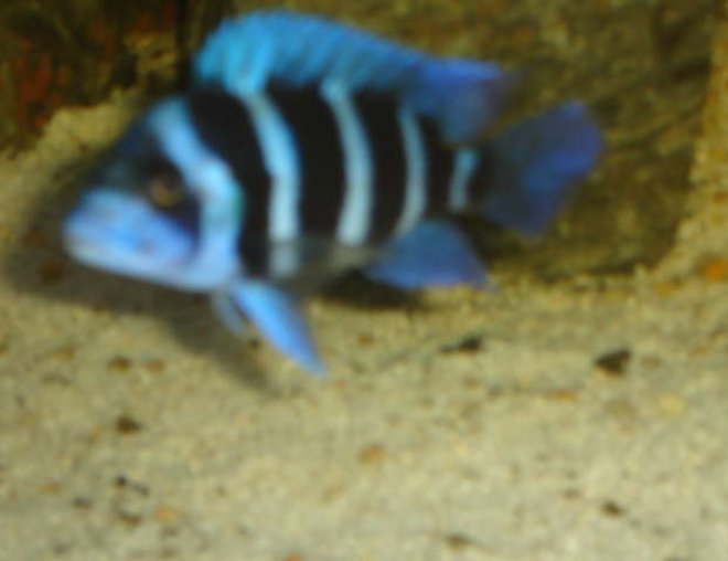 freshwater fish - cyphotilapia frontosa - frontosa cichlid stocking in 42 gallons tank - f1 zaire blue frontosa