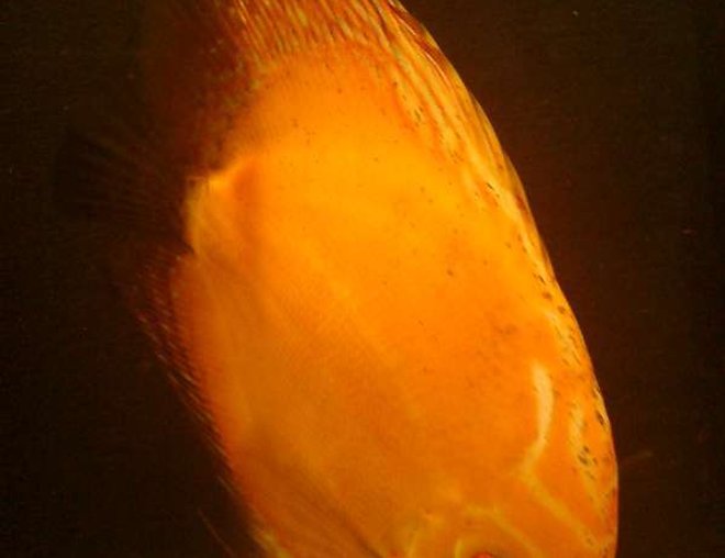 freshwater fish - symphysodon sp. - red marlboro discus stocking in 40 gallons tank - Discus Marlboro Red
