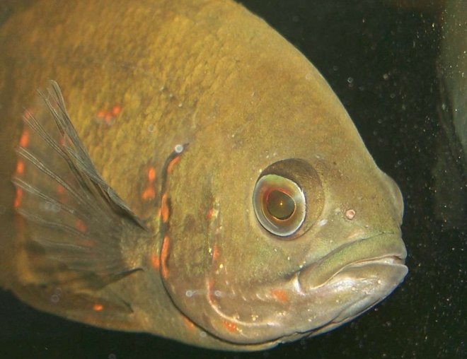 freshwater fish - astronotus ocellatus - tiger oscar stocking in 47 gallons tank - A close up head shot of my oscar.
