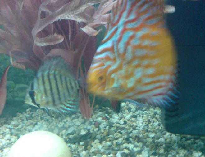 freshwater fish - flash pigeon discus stocking in 40 gallons tank - Flash Pigeon Discus and Crystal Blue Discus (baby's)