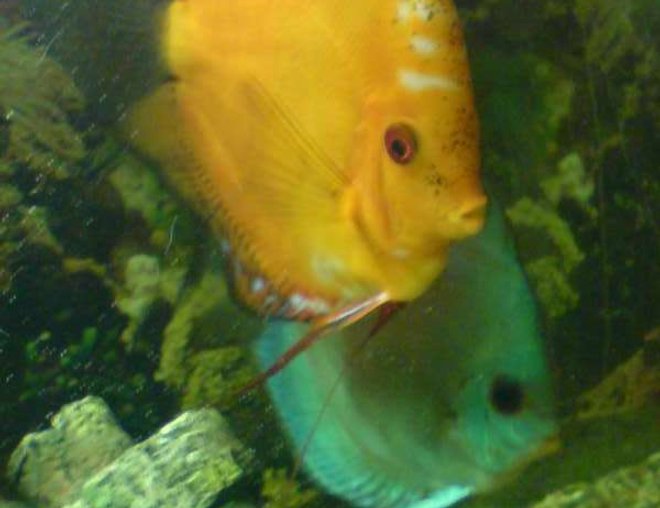 freshwater fish - symphysodon sp. - red marlboro discus stocking in 40 gallons tank - Marlboro Red Discus Male, and Blue Turqoise Discus Female.