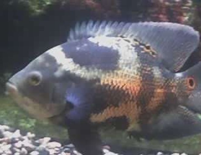 freshwater fish - astronotus ocellatus - tiger oscar stocking in 55 gallons tank - KONG THE MEANEST FISH IN MY TANK HE IS A TIGER OSCAR