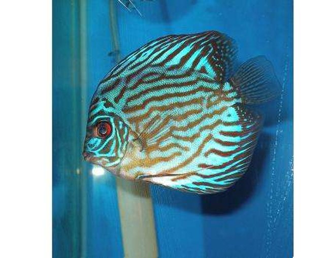 freshwater fish - blue turquoise discus stocking in 55 gallons tank - Discus