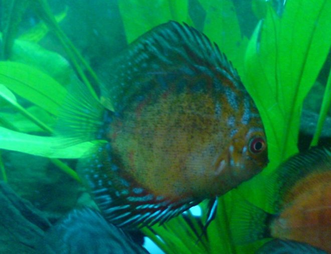freshwater fish - symphysodon spp. - pigeon blood discus stocking in 100 gallons tank - discus