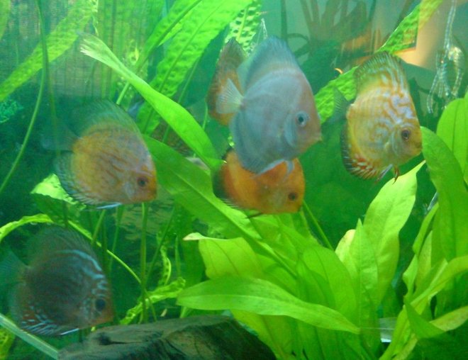 freshwater fish - symphysodon sp. - white discus stocking in 100 gallons tank - ghost