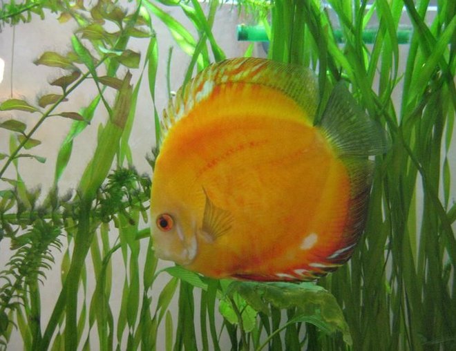 freshwater fish - symphysodon sp. - yellow marlboro discus stocking in 50 gallons tank - my 2 year old marlboro red discus,actually the first in my successful discus keeping experience.