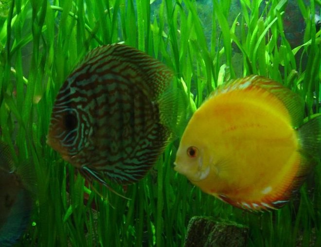 freshwater fish - symphysodon sp. - yellow marlboro discus stocking in 50 gallons tank - two of my adults.
