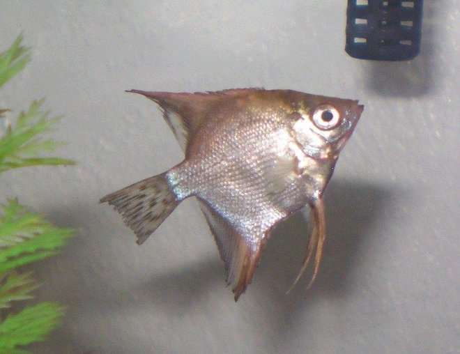 freshwater fish - pterophyllum sp. - silver angelfish stocking in 10 gallons tank - My Angelfish (quarter sized).. I think that it's either a Pearlscale or maybe a Silver ghost. If you know what kind it is please let me know.. Thanks! Also, do you know if it's a male or a female (I'm thinking it's a male). I want to give it a name.