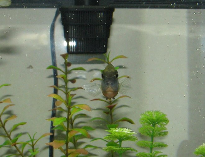 freshwater fish stocking in 72 gallons tank - Dino, one of our african cichlids.