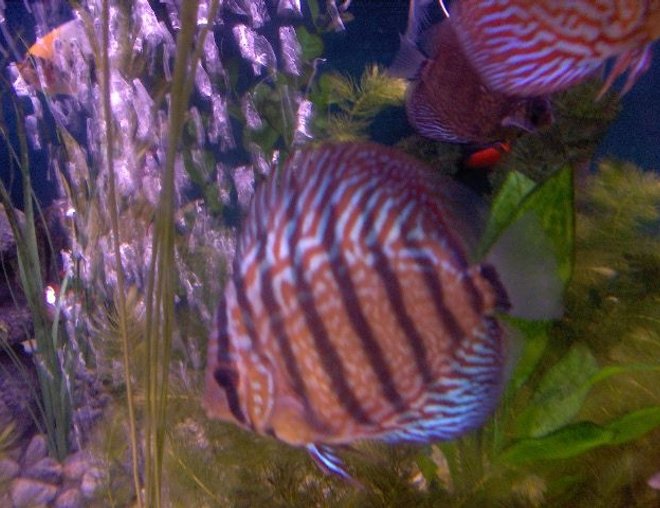 freshwater fish - red turquoise discus stocking in 180 gallons tank - Discus